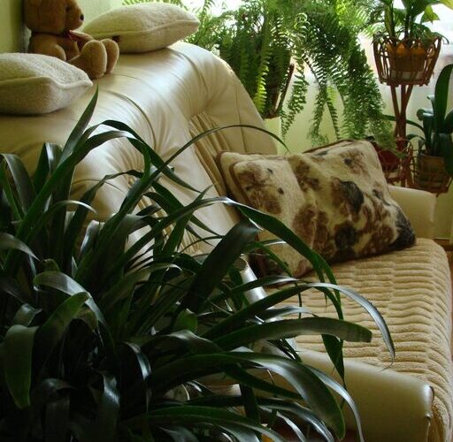 Tips for Creating a Cozy and Inviting Home Environment on a Budget