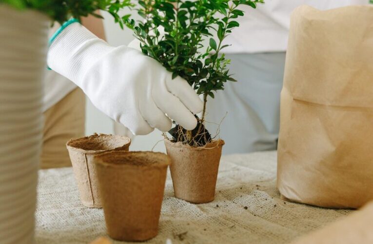 Tips for Creating a Sustainable Home Garden on a Budget